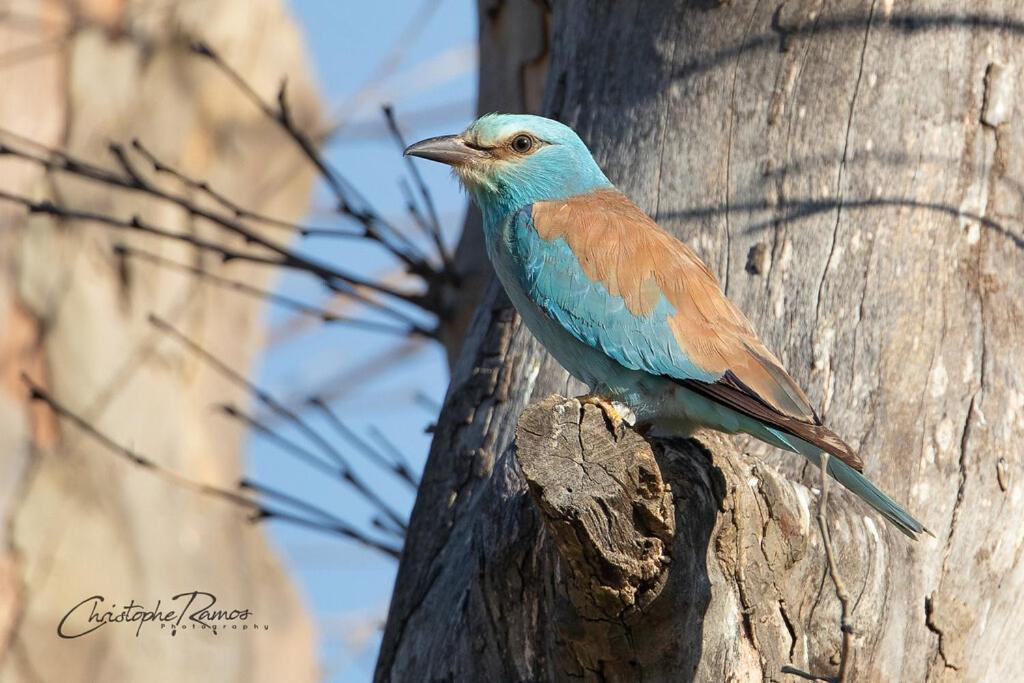 Roubia L'Oiseau Bleu Peacock Bed & Breakfast エクステリア 写真